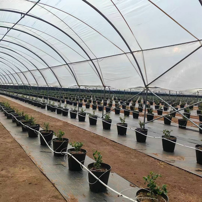 Cherry/Grape/blueberry planting shed plastic greenhouse planting high tunnel rain shelter greenhouse